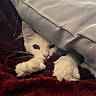 animal, blanket, cat, closeup, comfort, cozy, curious, cute, feline, furry, hiding, indoor, paw, pet, relaxing, resting, snug, soft_texture, warm, white_cat