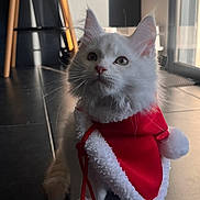 Apollon participe au concours pour gagner de l'argent avec cette photo : adorable, animal, cape, cat, curious, cute, domestic_cat, ears, festive, fluffy, fur, holiday, holiday_clothing, indoor, pet, small_pet, tile_floor, whiskers, white_cat, window_light