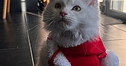 Apollon participe au concours pour gagner de l'argent avec cette photo : adorable, animal, cape, cat, curious, cute, domestic_cat, ears, festive, fluffy, fur, holiday, holiday_clothing, indoor, pet, small_pet, tile_floor, whiskers, white_cat, window_light