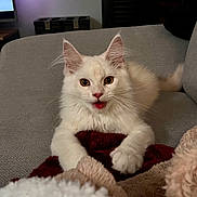 Apollon participe au concours pour gagner de l'argent avec cette photo : cat, white_cat, fluffy, pet, indoor, couch, blanket, cozy, fur, animal, whiskers, ears, tail, relaxed, home, furniture, cute, domestic_animal, living_room, comfort