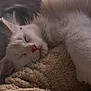 Apollon participe au concours pour gagner de l'argent avec cette photo : animal, blanket, cat, closeup, cozy, cute, feline, fluffy, fur, indoor, nap, paw, peaceful, pet, relaxed, resting, sleeping, soft, whiskers, white_cat