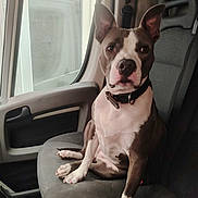 Stella participe au concours pour gagner de l'argent avec cette photo : dog, pet, car, vehicle, seat, collar, window, indoor, brown, white, ears, portrait, animal, sitting, looking, canine, domestic_animal, companion, transport, furniture