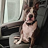 dog, pet, car, vehicle, seat, collar, window, indoor, brown, white, ears, portrait, animal, sitting, looking, canine, domestic_animal, companion, transport, furniture