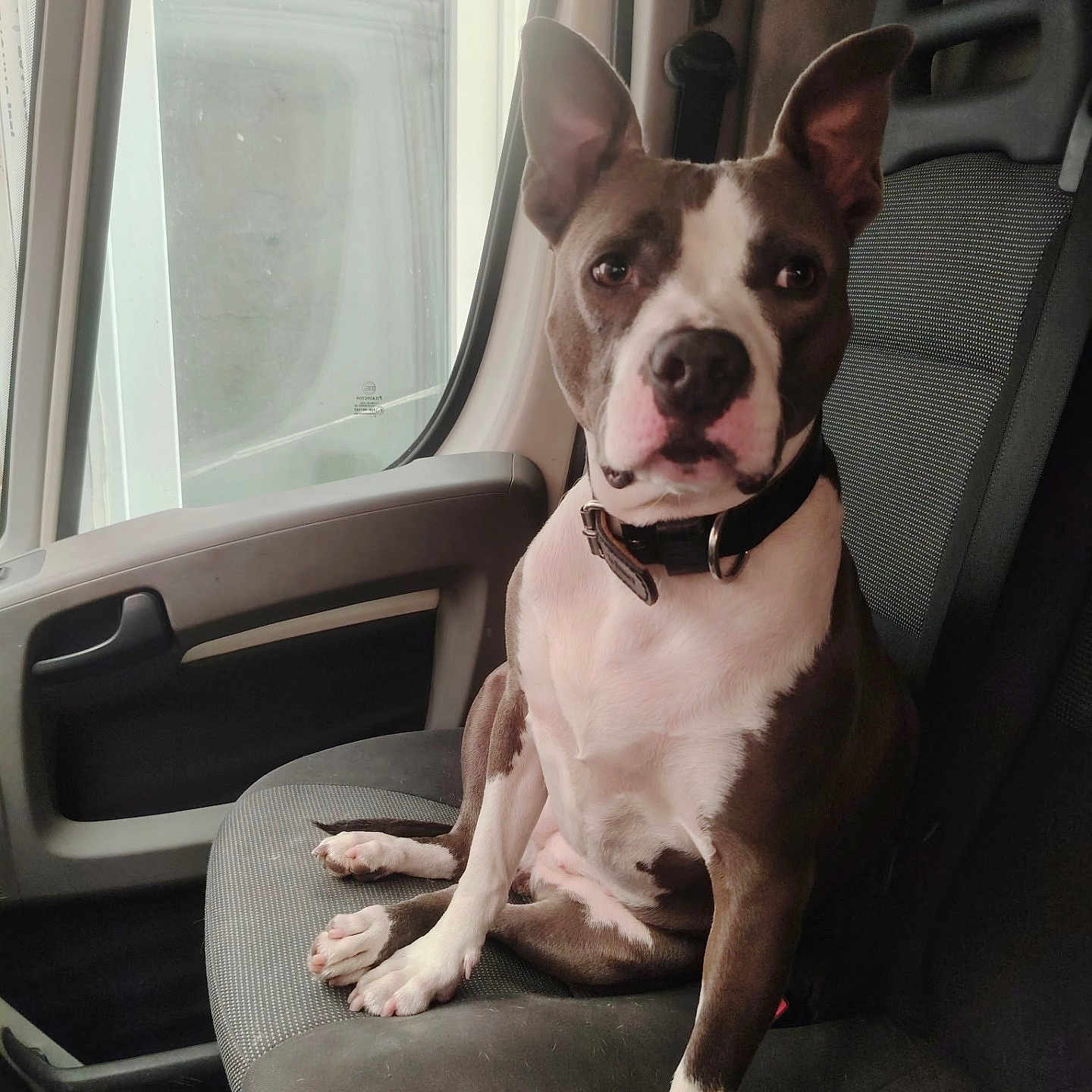 Stella participe au concours pour gagner de l'argent avec cette photo : dog, pet, car, vehicle, seat, collar, window, indoor, brown, white, ears, portrait, animal, sitting, looking, canine, domestic_animal, companion, transport, furniture