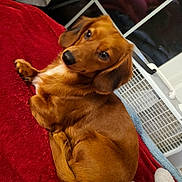 Princess joined the competition — help win amazing prizes! adorable, animal, blanket, brown_fur, close_up, dachshund, dog, floppy_ears, home, indoor, long_body, lounging, lying_down, pet, portrait, puppy, red_blanket, relaxed, side_eye, window