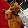 adorable, animal, blanket, brown_fur, close_up, dachshund, dog, floppy_ears, home, indoor, long_body, lounging, lying_down, pet, portrait, puppy, red_blanket, relaxed, side_eye, window