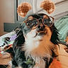Simba is registered to the contest to win money with this photo: dog, puppy, tricolor, fluffy, long_hair, glasses, bear_ears, funny, portrait, close_up, pet, animal, sitting, bedroom, bed, blanket, cozy, indoor, warm_lighting, camera