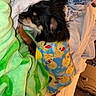 dog, small_dog, puppy, black_and_tan, sleeping, bed, bedroom, blanket, green_blanket, pajamas, duck_pattern, clothing, snuggling, cozy, indoors, bedding, pillow, portrait, pet, cute