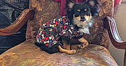 Simba joined the competition — help win amazing prizes! dog, small_dog, puppy, pet, animal, sitting, portrait, fluffy, black_and_tan, pointed_ears, collar, dog_clothing, colorful_outfit, armchair, vintage_furniture, floral_pattern, laundry, window, indoor, home_decor