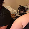 Simba joined the competition — help win amazing prizes! dog, small_dog, long_hair, black_and_tan, pet, bedroom, bed, blanket, people, indoors, home, cozy, sitting, dog_face, floppy_ears, collar, wall_art, toys, portrait, playful