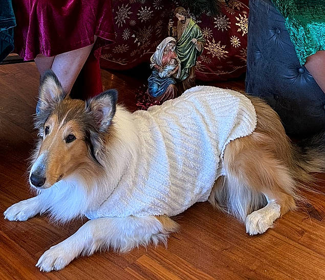 Lassie is registered to the contest to win money with this photo: canidae, carnivore, companion_dog, dog, dog_breed, dog_clothes, dog_supply, event, fawn, felidae, flooring, fur, hardwood, paw, snout, sporting_group, tail, toy_dog, whiskers, wood