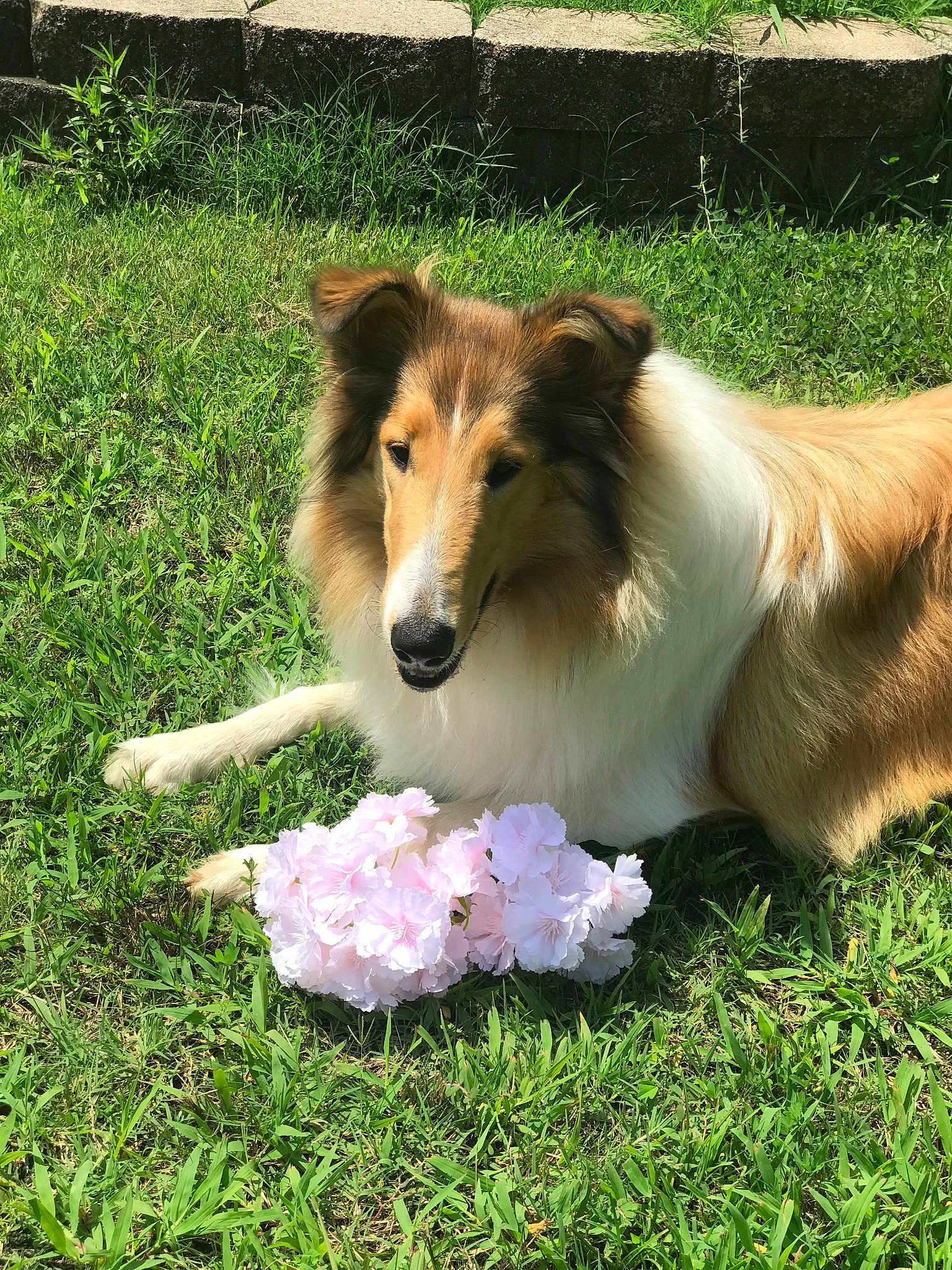 Lassie