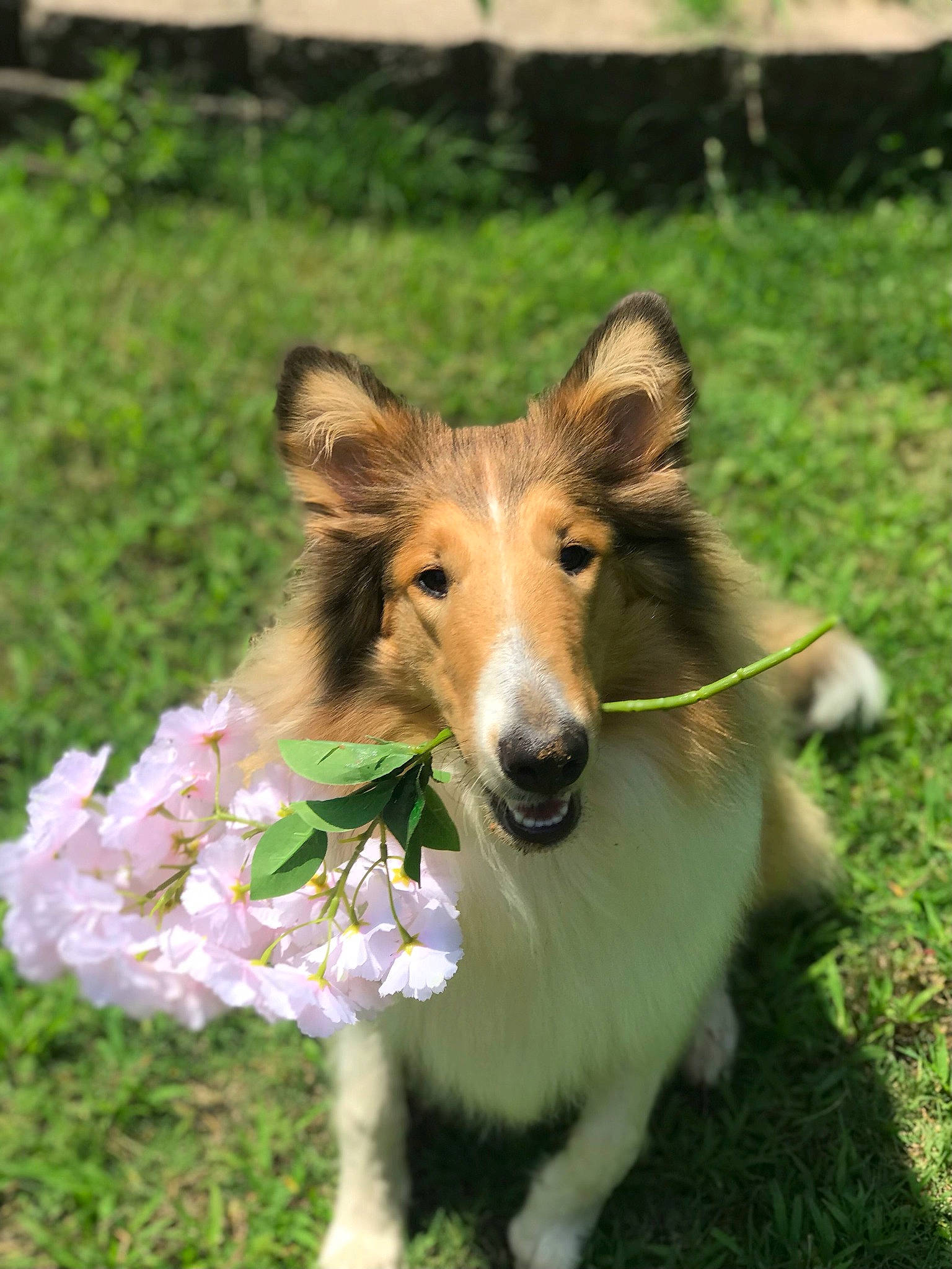 Lassie joined the competition — help win amazing prizes! canidae, carnivore, collar, collie, companion_dog, dog, dog_breed, fawn, flower, grass, grassland, herding_dog, plant, rough_collie, snout, sporting_group, tail, terrestrial_animal, wildlife, working_dog