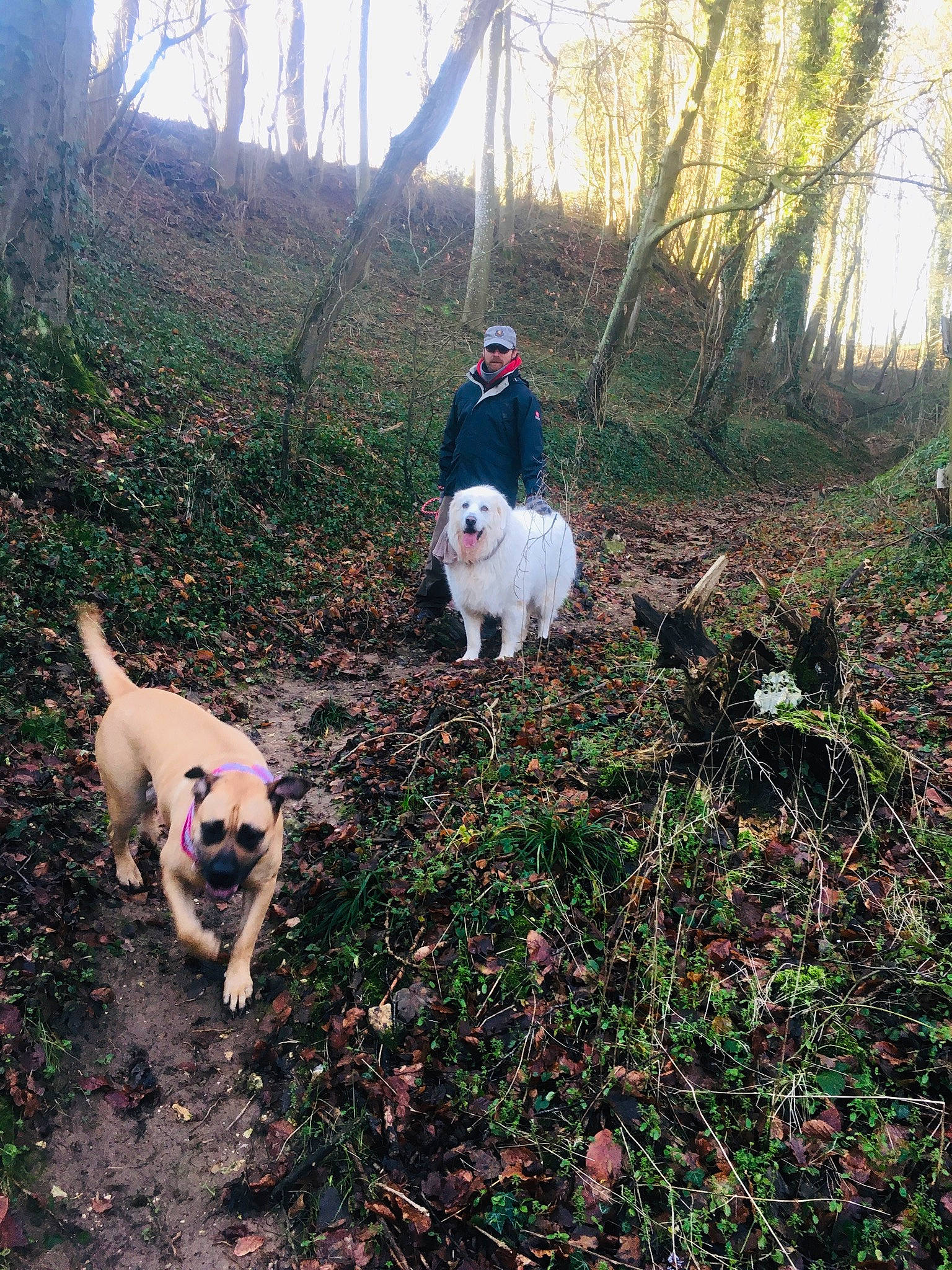 Omega a rejoint le concours — aidez-le/la à gagner de superbes lots ! adventure, canidae, carnivore, companion_dog, dog, dog_breed, dog_walking, fawn, forest, grass, non_sporting_group, plant, recreation, shrub, soil, sporting_group, tail, tree, walking, working_animal