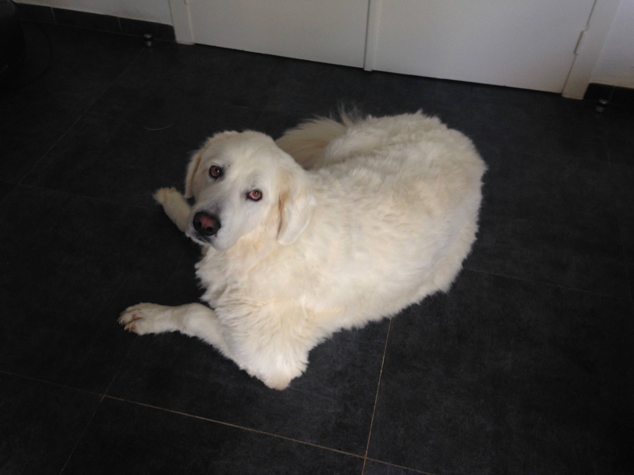 Omega a rejoint le concours — aidez-le/la à gagner de superbes lots ! ball, canidae, carnivore, companion_dog, dog, dog_breed, flooring, fur, great_pyrenees, kuvasz, livestock_guardian_dog, maremma_sheepdog, polish_tatra_sheepdog, slovak_cuvac, small_greek_domestic_dog, snout, spitz, sporting_group, volpino_italiano, working_animal