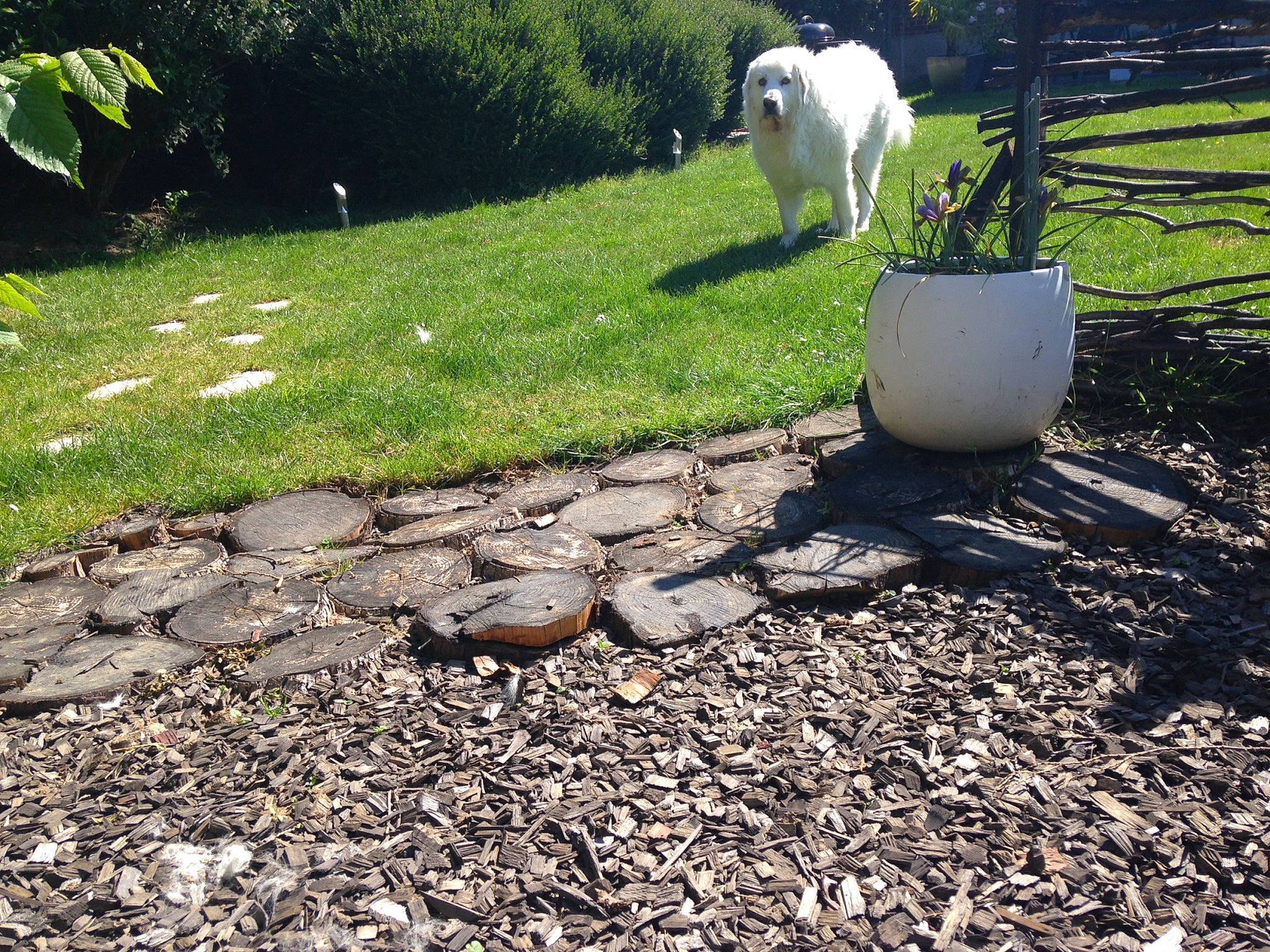 Omega a rejoint le concours — aidez-le/la à gagner de superbes lots ! bedrock, carnivore, chair, companion_dog, dog_breed, flooring, garden, grass, groundcover, landscape, lawn, livestock, plant, road_surface, sheep, shrub, soil, sporting_group, tree, wood