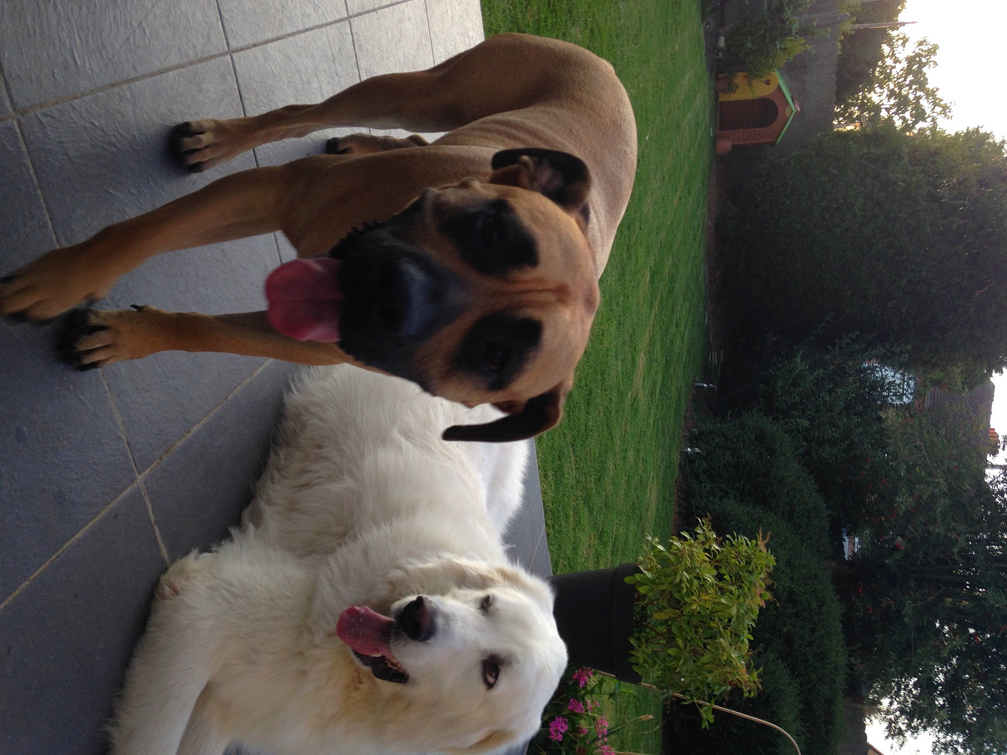 Maya participe au concours pour gagner de l'argent avec cette photo : canidae, carnivore, collar, companion_dog, dog, dog_breed, dog_collar, fawn, fur, grass, mammal, pet_supply, plant, sky, snout, sporting_group, tail, tree, vertebrate, working_animal