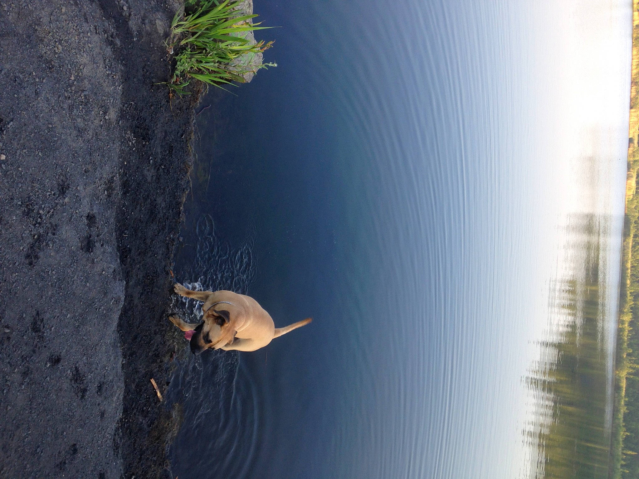 Maya a rejoint le concours — aidez-le/la à gagner de superbes lots ! beak, branch, fish, grass, insect, lake, landscape, pest, plant, plant_stem, recreation, reflection, reservoir, rock, seabird, shadow, trunk, water, wing, wood