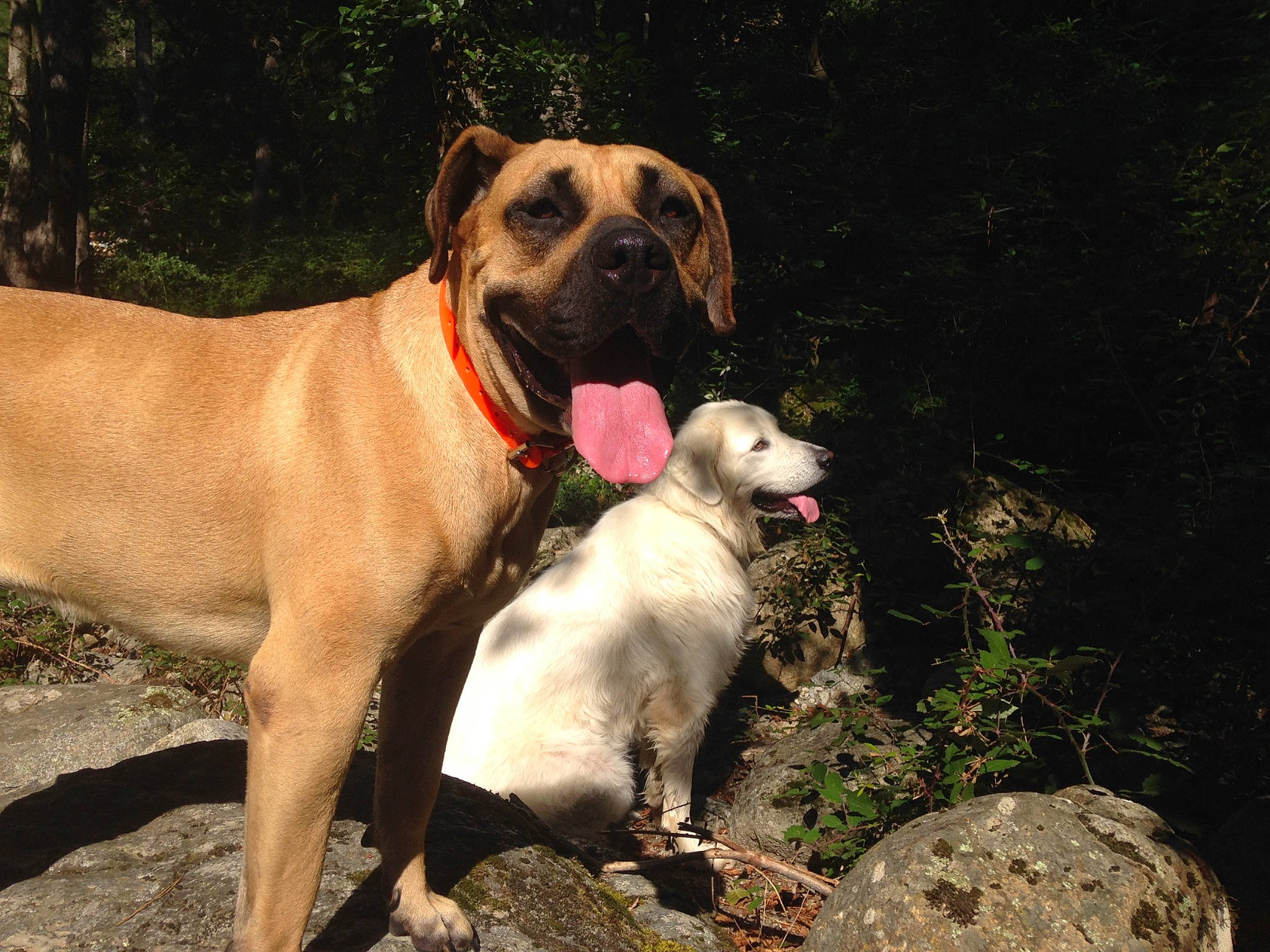 Maya a rejoint le concours — aidez-le/la à gagner de superbes lots ! ancient_dog_breeds, canidae, carnivore, collar, companion_dog, dog, dog_breed, dog_collar, fawn, guard_dog, hunting_dog, molosser, non_sporting_group, plant, snout, sporting_group, whiskers, working_dog