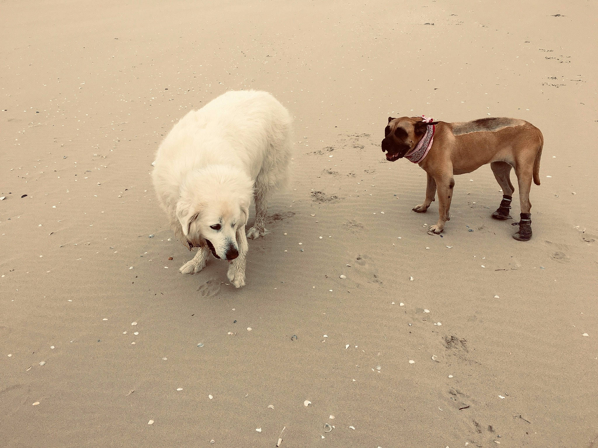 Maya a rejoint le concours — aidez-le/la à gagner de superbes lots ! bovine, carnivore, companion_dog, cow_goat_family, dog, dog_breed, fawn, herd, landscape, livestock, sheep, snout, soil, sporting_group, street_dog, tail, terrestrial_animal, wildlife, working_animal