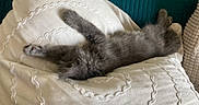 Browny a rejoint le concours — aidez-le/la à gagner de superbes lots ! cat, kitten, gray_cat, fluffy, sleeping, lying_down, upside_down, paws, tail, fur, cushion, pillow, cream_fabric, teal_background, indoor, cozy, pet, relaxed, cute, home_decor
