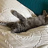 cat, kitten, gray_cat, fluffy, sleeping, lying_down, upside_down, paws, tail, fur, cushion, pillow, cream_fabric, teal_background, indoor, cozy, pet, relaxed, cute, home_decor