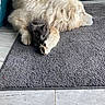 dog, cat, kitten, puppy, white_dog, black_cat, animals, pets, cuddling, sleeping, lying_down, paws, fur, fluffy, indoors, carpet, couch, tile_floor, cute, companionship
