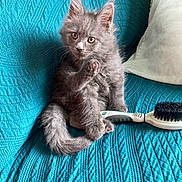 Browny a rejoint le concours — aidez-le/la à gagner de superbes lots ! cat, kitten, gray_cat, fluffy, sitting, raised_paw, blue_couch, turquoise, cushion, indoor, pet, animal, fur, whiskers, ears, eyes, grooming_brush, home, portrait, cute