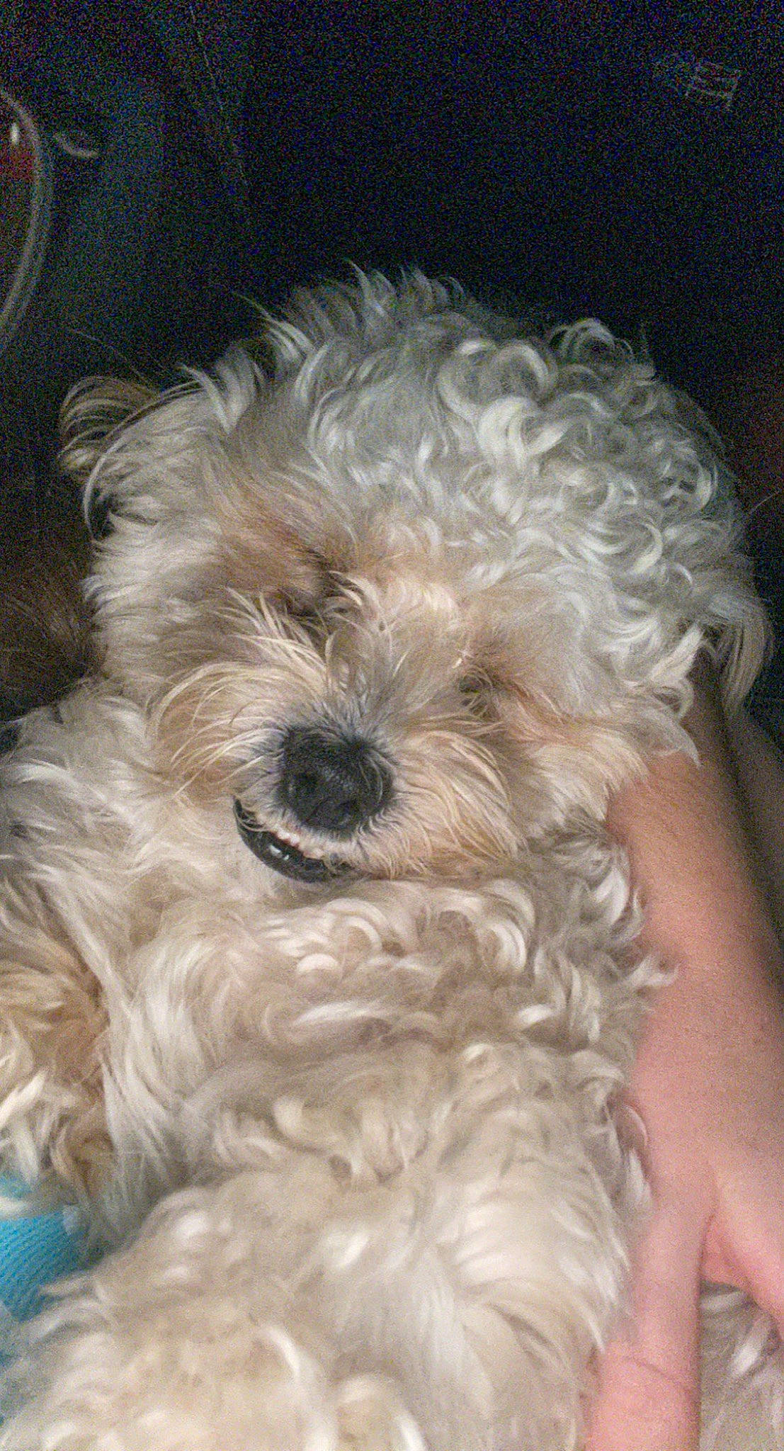 Hopper is registered to the contest to win money with this photo: canidae, carnivore, companion_dog, dog, dog_breed, fur, maltepoo, non_sporting_group, pattern, poodle, puppy, shih_poo, small_terrier, snout, sporting_group, terrier, toy_dog, water_dog, working_animal, yorkipoo