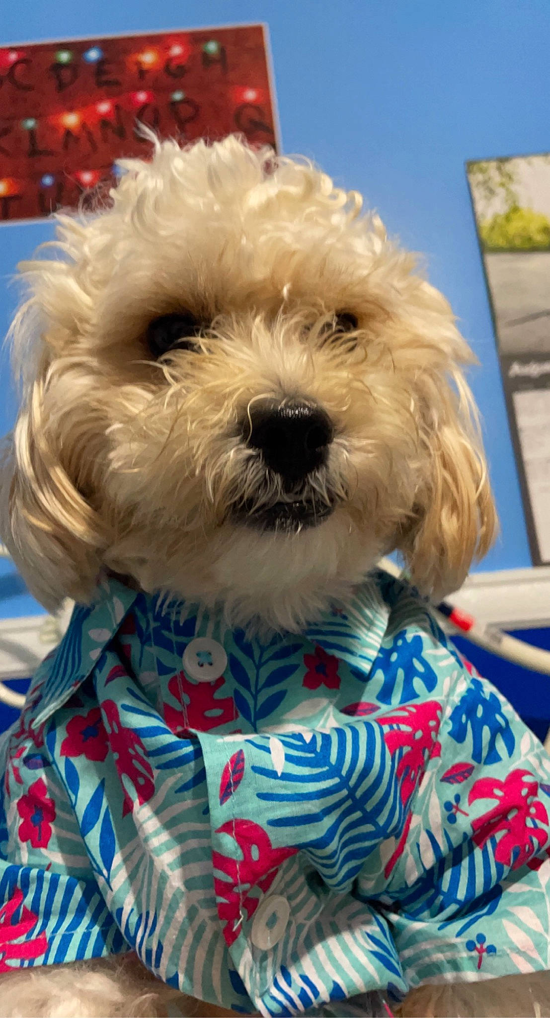 Hopper joined the competition — help win amazing prizes! canidae, carnivore, collar, companion_dog, dog, dog_breed, dog_clothes, dog_collar, dog_supply, electric_blue, fur, maltepoo, pet_supply, schnauzer, small_terrier, snout, sporting_group, terrier, toy_dog, working_animal