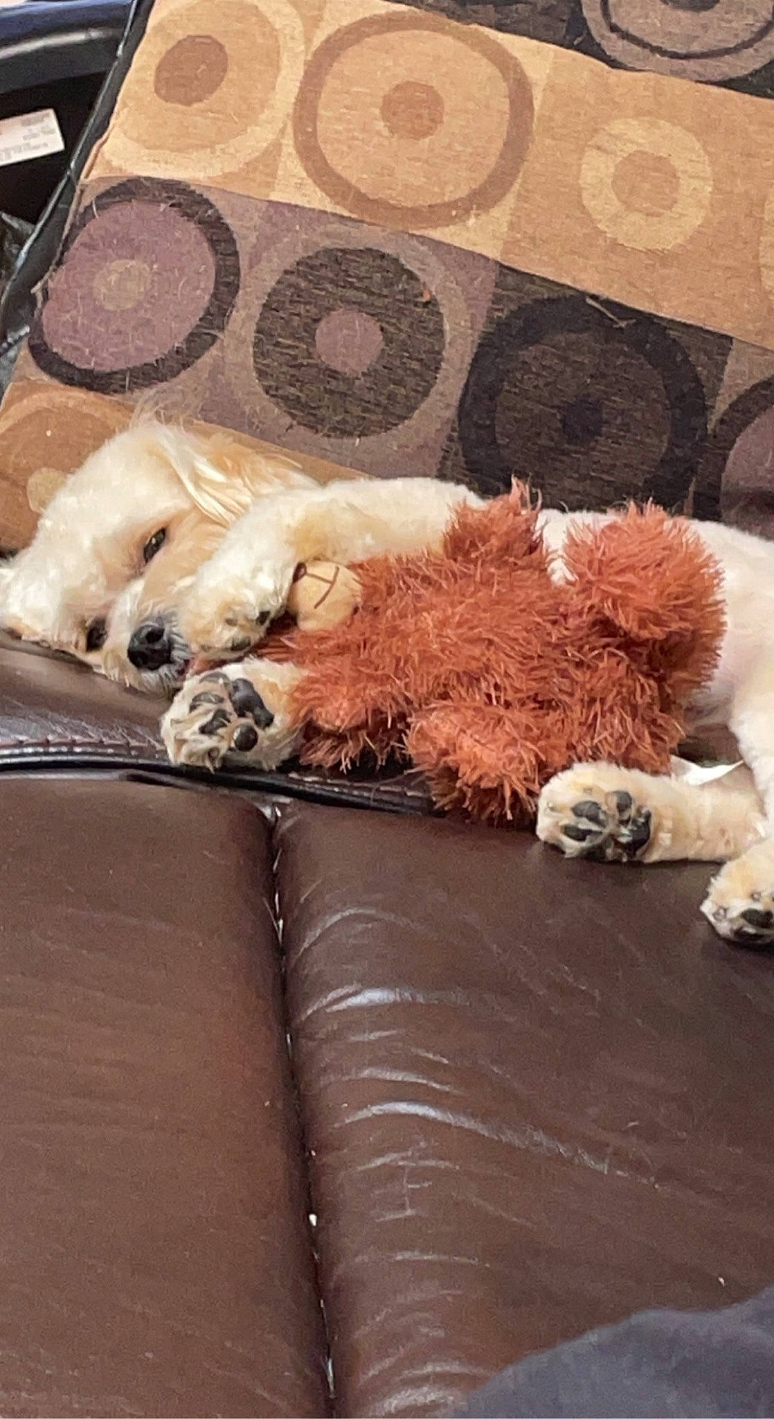 Hopper is registered to the contest to win money with this photo: canidae, carnivore, comfort, companion_dog, couch, dog, dog_breed, dog_supply, fawn, felidae, fur, living_room, pillow, snout, sofa_bed, sporting_group, studio_couch, throw_pillow, toy, toy_dog