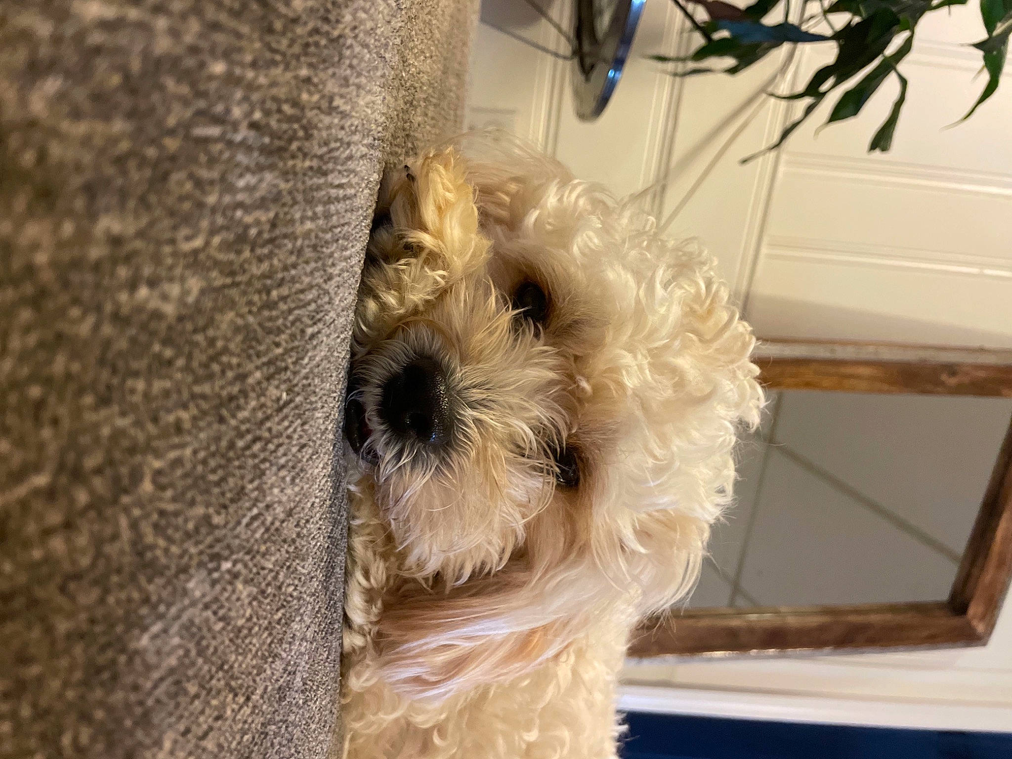 Hopper is registered to the contest to win money with this photo: canidae, carnivore, collar, companion_dog, dog, dog_breed, dog_collar, fawn, flooring, fur, maltepoo, pet_supply, poodle_crossbreed, small_terrier, snout, sporting_group, terrier, toy_dog, wood, working_animal