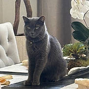 Gabe joined the competition — help win amazing prizes! calm, cat, curtain, decor, dining_room, domestic_animal, flower, furniture, gray_cat, home, indoor, napkins, ornament, pet, plant, seated, soft_light, still_life, table, window_light