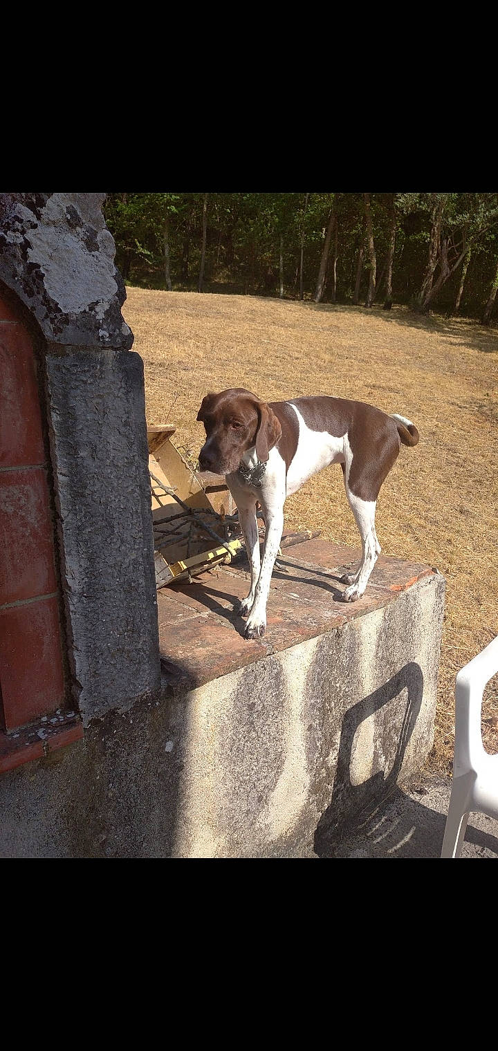 Princesse participe au concours pour gagner de l'argent avec cette photo : canidae, carnivore, collar, companion_dog, concrete, dog, dog_breed, fawn, gun_dog, hound, hunting_dog, liver, pet_supply, scent_hound, snout, sporting_group, street_dog, tail, terrestrial_animal, working_animal