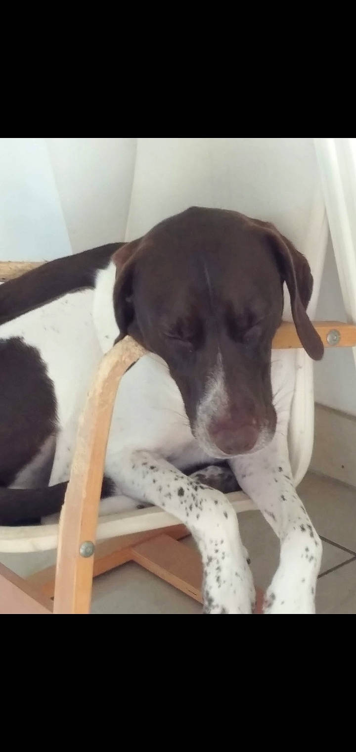 Princesse participe au concours pour gagner de l'argent avec cette photo : carnivore, collar, comfort, companion_dog, dog, dog_breed, dog_collar, fawn, gun_dog, linens, metal, paw, pet_supply, pointing_breed, sleeve, snout, sporting_group, tail, whiskers, working_animal