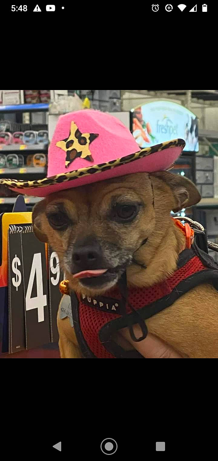 Loki joined the competition — help win amazing prizes! cap, collar, costume_hat, cowboy_hat, dog_breed, eyewear, fashion_accessory, fawn, fedora, font, fur, hat, headgear, mammal, smile, snout, sombrero, sun_hat, vertebrate, working_animal