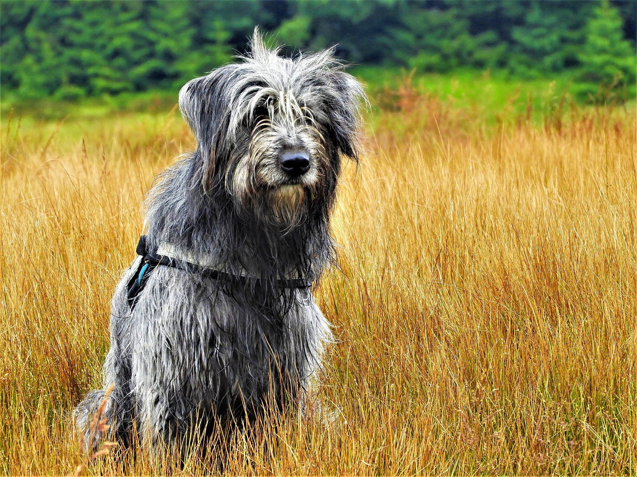 Mady participe au concours pour gagner de l'argent avec cette photo : bearded_collie, briard, canidae, cao_da_serra_de_aires, carnivore, catalan_sheepdog, dog, dog_breed, glen_of_imaal_terrier, herding_dog, mammal, polish_lowland_sheepdog, pyrenean_shepherd, rare_breed_dog, sapsali, schapendoes, sporting_group, terrier, tibetan_terrier, vertebrate