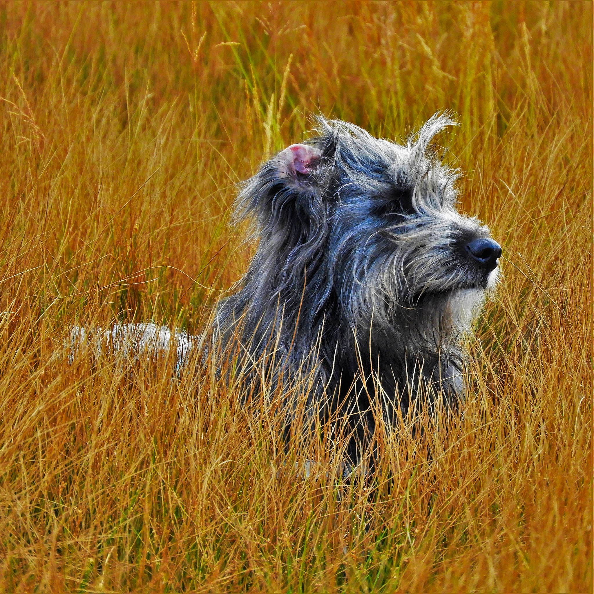 Mady a rejoint le concours — aidez-le/la à gagner de superbes lots ! bouvier_des_ardennes, cairn_terrier, canidae, carnivore, dog, dog_breed, glen_of_imaal_terrier, mammal, pyrenean_shepherd, terrier, vertebrate