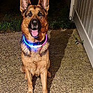 King is registered to the contest to win money with this photo: dog, german_shepherd, pet, animal, canine, collar, glowing, night, outdoor, fence, concrete, grass, tongue, sitting, friendly, alert, mammal, domestic_animal, cute, portrait