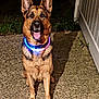 dog, german_shepherd, pet, animal, canine, collar, glowing, night, outdoor, fence, concrete, grass, tongue, sitting, friendly, alert, mammal, domestic_animal, cute, portrait
