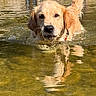 dog, golden_retriever, pet, animal, water, stream, river, swimming, wet_fur, reflection, ripples, outdoors, nature, rocks, shoreline, golden_coat, portrait, close_up, adventure, sunlight