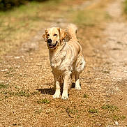 Saïka participe au concours pour gagner de l'argent avec cette photo : dog, golden_retriever, animal, pet, outdoor, nature, woodland, path, dirt_path, sunlight, walking, standing, happy, smiling, open_mouth, floppy_ears, wagging_tail, fur, brown, grass