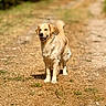 dog, golden_retriever, animal, pet, outdoor, nature, woodland, path, dirt_path, sunlight, walking, standing, happy, smiling, open_mouth, floppy_ears, wagging_tail, fur, brown, grass
