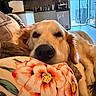 dog, golden_retriever, pet, canine, animal, sleeping, resting, close_up, portrait, golden_fur, floppy_ears, black_nose, brown_eyes, blanket, floral_pattern, couch, living_room, home, indoor, cozy