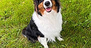 Ruby participe au concours pour gagner de l'argent avec cette photo : dog, australian_shepherd, tricolor, black_white_brown, sitting, smiling, open_mouth, outdoor, garden, grass, lawn, pet, canine, fluffy, long_hair, portrait, animal, greenery, garden_tools, rain_barrel