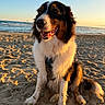 Ruby participe au concours pour gagner de l'argent avec cette photo : dog, beach, ocean, seaside, sand, shore, water, waves, sunset, golden_hour, fluffy, long_hair, tricolor, black_white_brown, smiling, sitting, portrait, outdoor, nature, happy