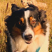 Ruby a rejoint le concours — aidez-le/la à gagner de superbes lots ! dog, puppy, dogs, canine, tricolor, fluffy, long_hair, border_collie, australian_shepherd, close_up, portrait, outdoor, meadow, grass, field, golden_hour, sunlight, nature, collar, looking_at_camera