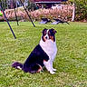 Ruby participe au concours pour gagner de l'argent avec cette photo : dog, australian_shepherd, tricolor, sitting, outdoor, garden, lawn, grass, house, backyard, swing, lounge_chairs, trees, plants, long_fur, floppy_ears, pet, animal, portrait, daylight