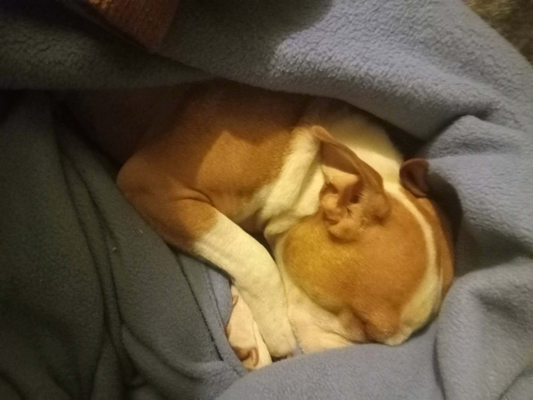 Aries is registered to the contest to win money with this photo: bedtime, blanket, canidae, carnivore, cloud, comfort, companion_dog, dog, dog_breed, ear, fawn, fur, linens, nap, non_sporting_group, paw, puppy, snout, sporting_group, tail