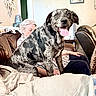 Hank is registered to the contest to win money with this photo: dog, couch, indoor, person, smiling_dog, living_room, furniture, home, seated_person, dreamcatcher, wall_art, happy, pet, tongue_out, brown_couch, older_adult, striped_shirt, relaxed, domestic_animal, leather_chair